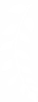 Leaf Png